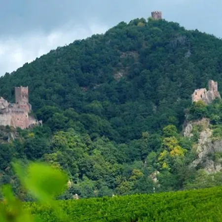 Lägenhet Au Coeur Du Vignoble Alsacien